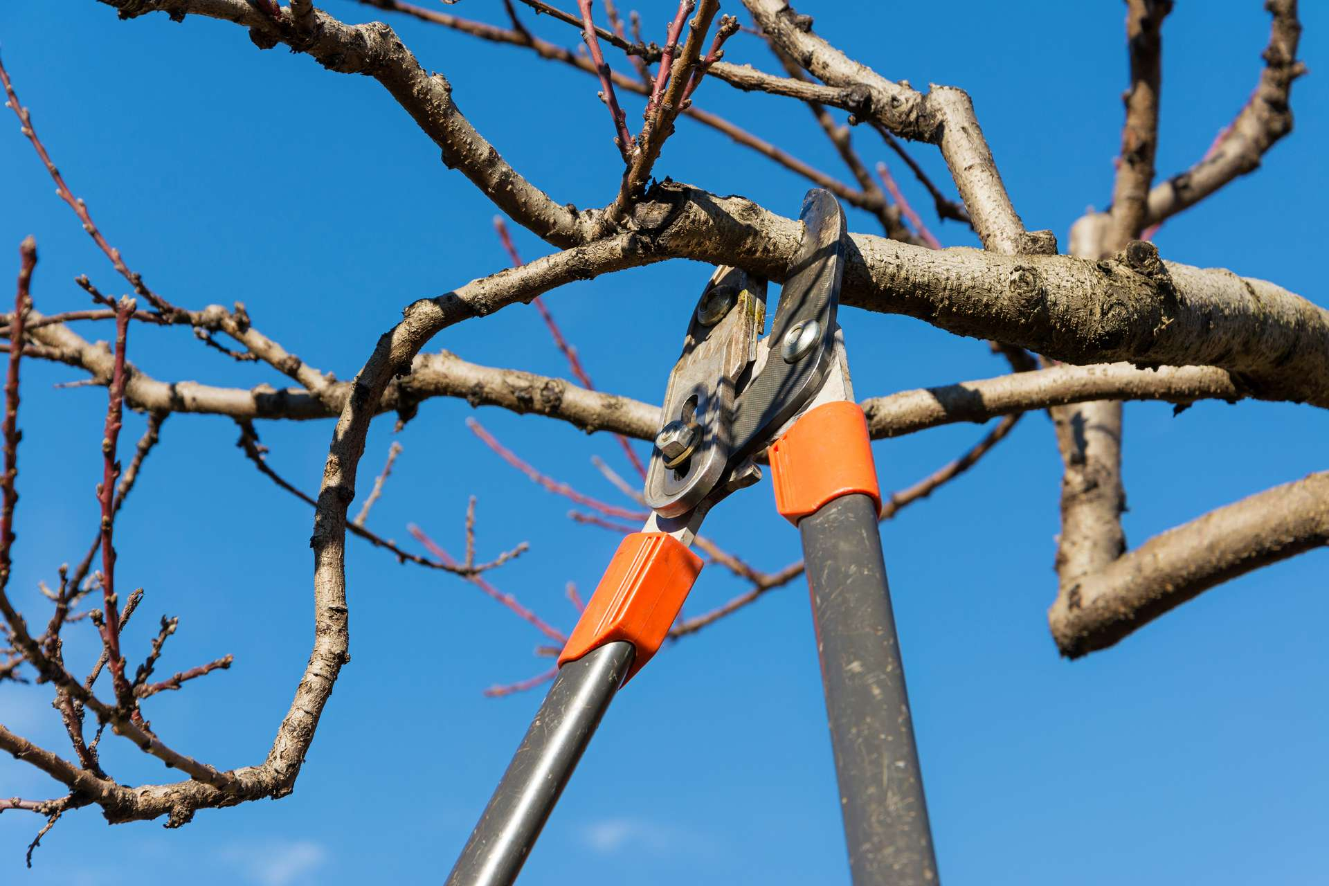 Gartenschere schneidet Ast vom Baum