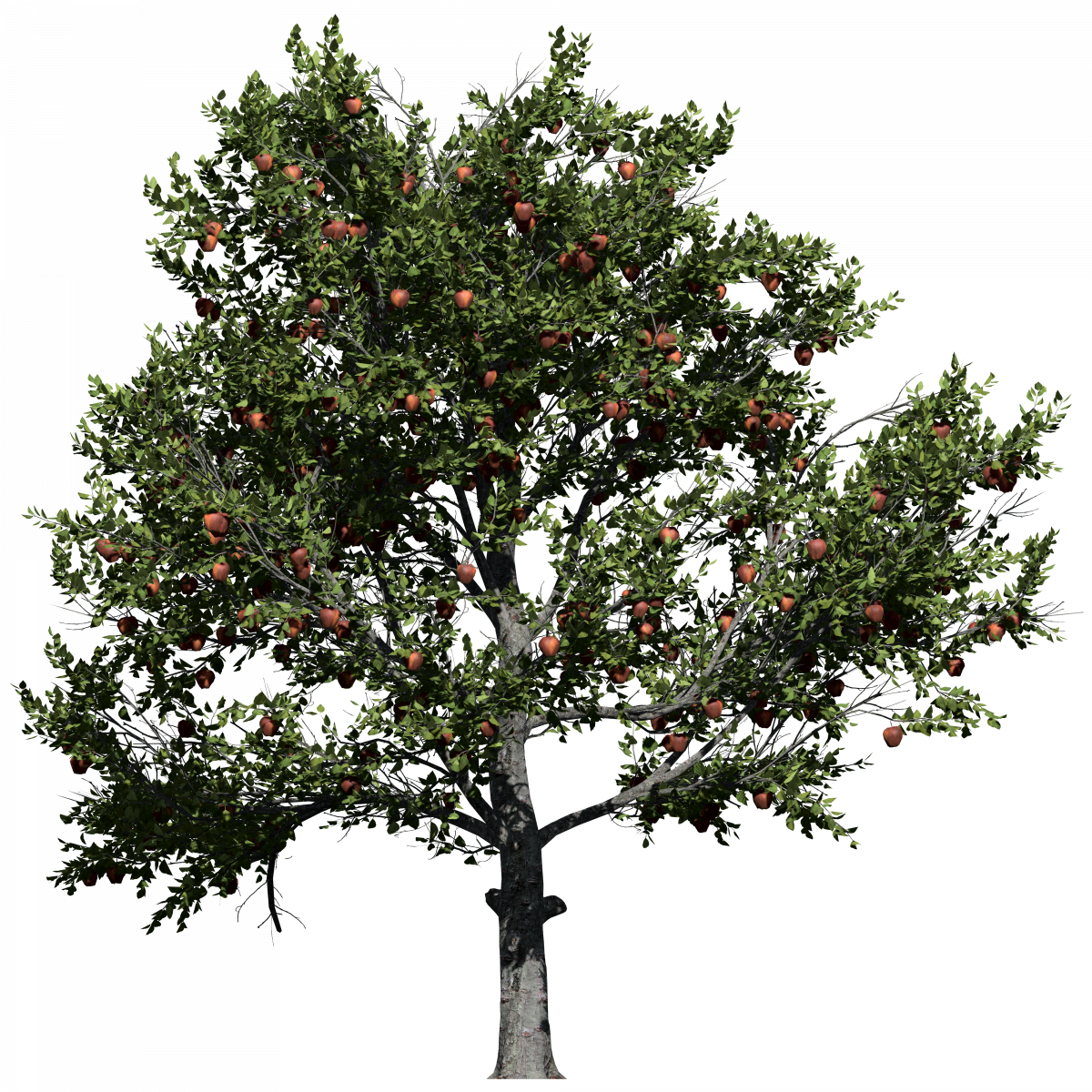 Obstbaum freigestellt