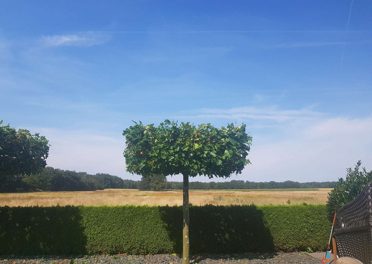 Baum geschnitten