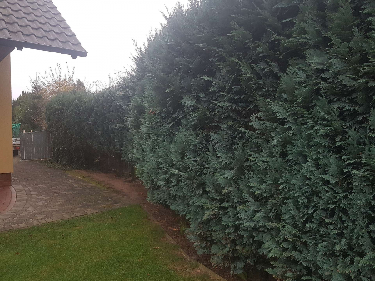 Hecke vorher