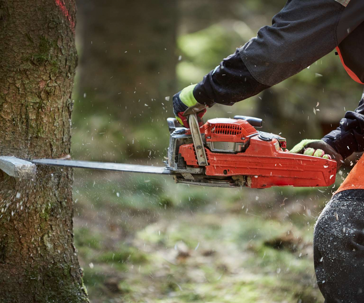 Motorsäge fällt Baum